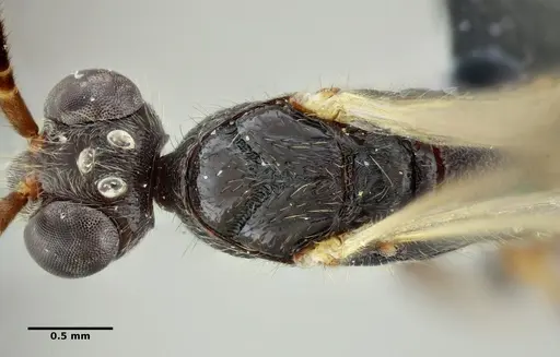 Leptogenys elzasoares specimen UFV-LABECOL-011120 image ufv-labecol-011120_2