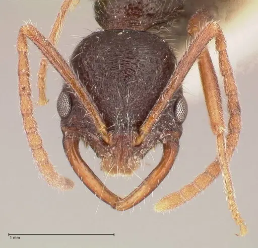 Leptogenys emeryi specimen FOCOL1028 image focol1028_2