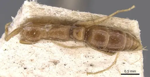 Leptogenys emiliae specimen CASENT0907374 image casent0907374_1