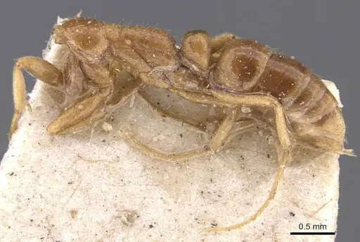 Leptogenys emiliae specimen CASENT0907374 image casent0907374_2