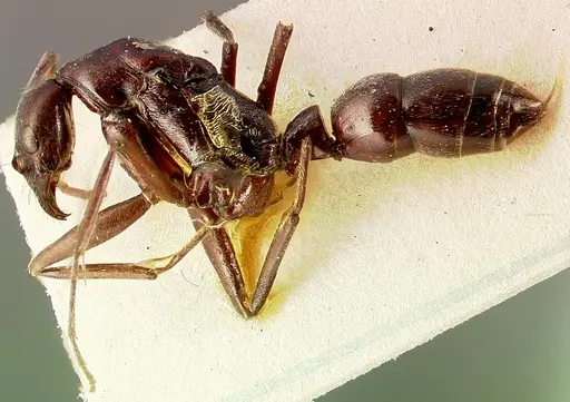 Leptogenys ergatogyna specimen CASENT0003152 image casent0003152_3