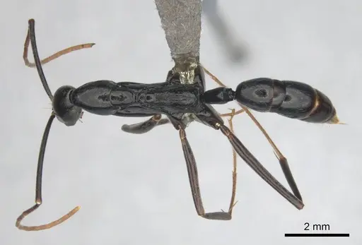 Leptogenys ergatogyna specimen CASENT0250093 image casent0250093_1