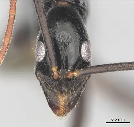 Leptogenys ergatogyna specimen CASENT0250093 image casent0250093_2