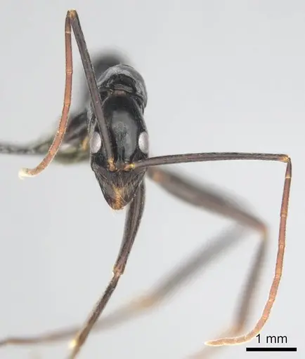 Leptogenys ergatogyna specimen CASENT0250093 image casent0250093_3
