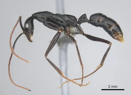 Leptogenys ergatogyna specimen CASENT0250093 image casent0250093_4