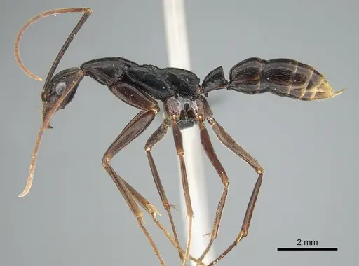 Leptogenys ergatogyna specimen CASENT0815024 image casent0815024_1