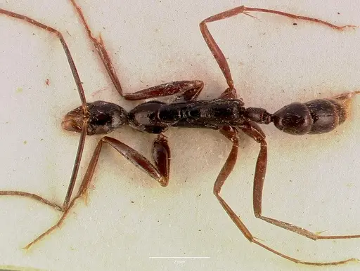 Leptogenys ergatogyna specimen SAM-ENT-0011535 image sam-ent-0011535_1