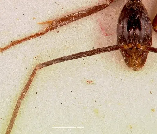 Leptogenys ergatogyna specimen SAM-ENT-0011535 image sam-ent-0011535_2