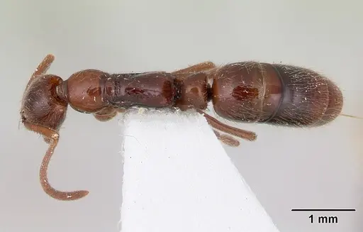 Leptogenys erugata specimen CASENT0178715 image casent0178715_1