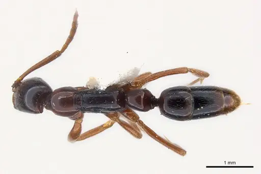 Leptogenys erugata specimen CASENT0217018 image casent0217018_1