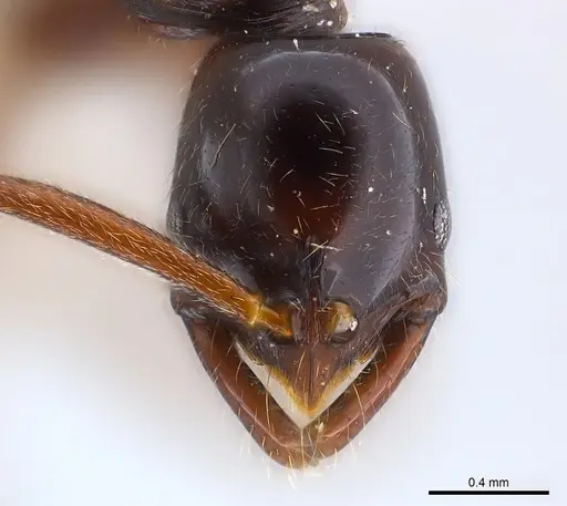 Leptogenys erugata specimen CASENT0217018 image casent0217018_2