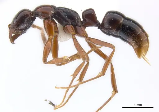 Leptogenys erugata specimen CASENT0217018 image casent0217018_3