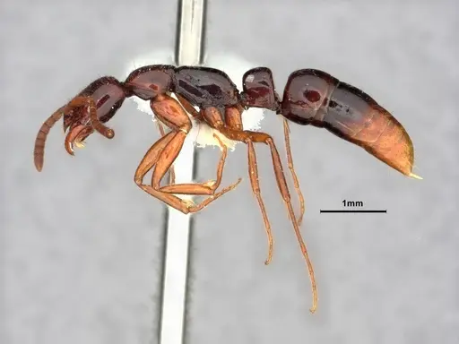 Leptogenys erugata specimen CASENT0882076 image casent0882076_3