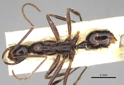 Leptogenys erythraea specimen CASENT0281917 image casent0281917_1