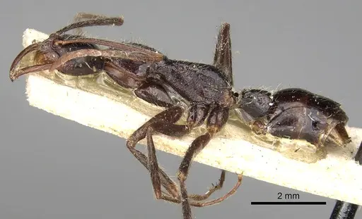 Leptogenys erythraea specimen CASENT0281917 image casent0281917_3