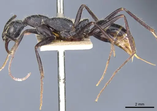 Leptogenys erythraea specimen CASENT0903972 image casent0903972_3