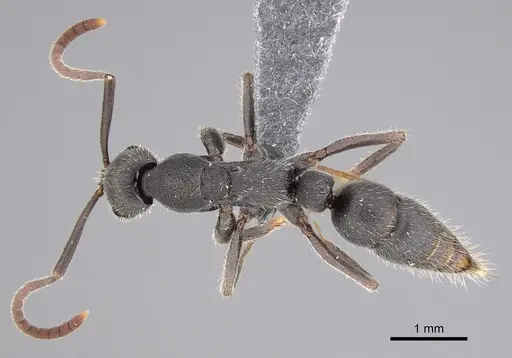 Leptogenys excellens specimen CASENT0774876 image casent0774876_1