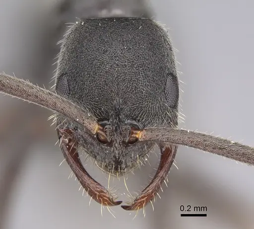 Leptogenys excellens specimen CASENT0774876 image casent0774876_2