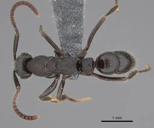 Leptogenys excellens specimen CASENT0781056 image casent0781056_1