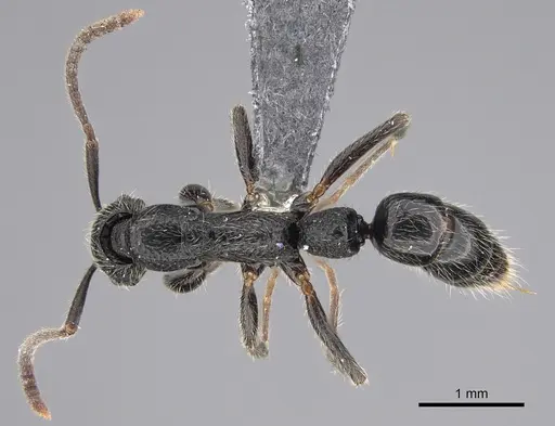Leptogenys excellens specimen CASENT0821424 image casent0821424_1