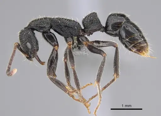 Leptogenys excellens specimen CASENT0821424 image casent0821424_3