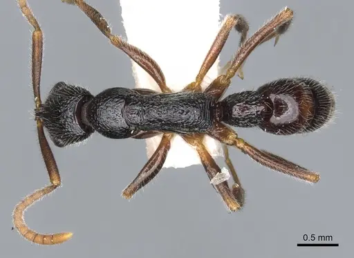 Leptogenys excellens specimen CASENT0902601 image casent0902601_1