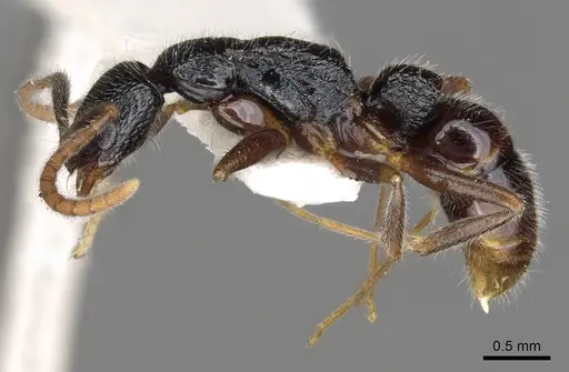 Leptogenys excellens specimen CASENT0902601 image casent0902601_3