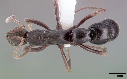 Leptogenys excisa specimen CASENT0010631 image casent0010631_1