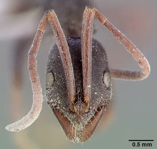 Leptogenys excisa specimen CASENT0010631 image casent0010631_2