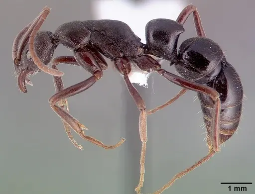 Leptogenys excisa specimen CASENT0010631 image casent0010631_3