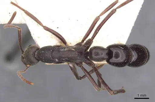 Leptogenys excisa specimen CASENT0907392 image casent0907392_1