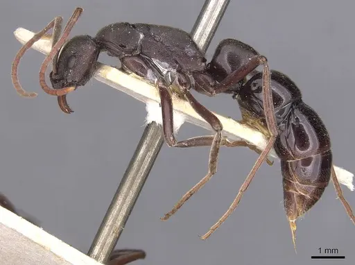 Leptogenys excisa specimen CASENT0907392 image casent0907392_3