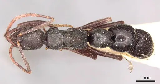 Leptogenys excisa specimen CASENT0915875 image casent0915875_1