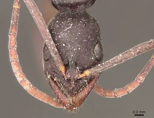 Leptogenys excisa specimen CASENT0915875 image casent0915875_2