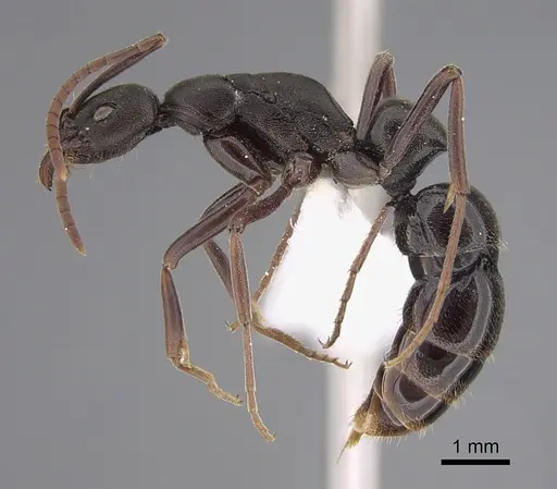 Leptogenys excisa specimen CASENT0923405 image casent0923405_1