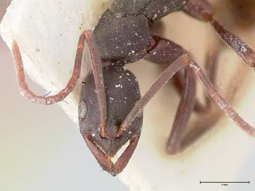 Leptogenys excisa specimen FOCOL0922 image focol0922_2