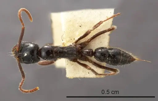 Leptogenys exigua specimen ANTWEB1008197 image antweb1008197_1