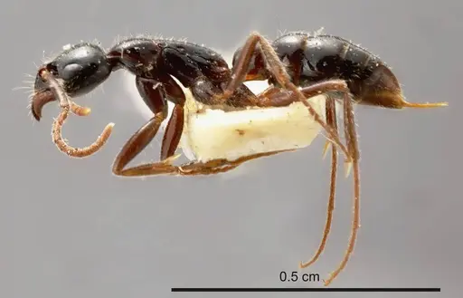 Leptogenys exigua specimen ANTWEB1008197 image antweb1008197_3