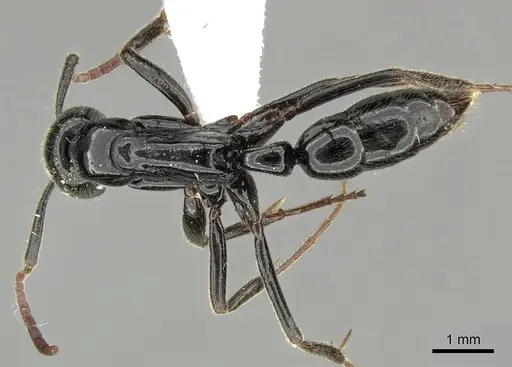 Leptogenys exigua specimen CASENT0270551 image casent0270551_1