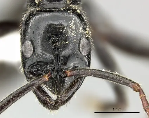 Leptogenys exigua specimen CASENT0270551 image casent0270551_2