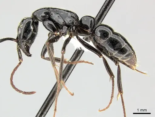 Leptogenys exigua specimen CASENT0270551 image casent0270551_3