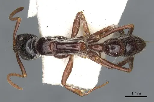 Leptogenys exigua specimen CASENT0902623 image casent0902623_1