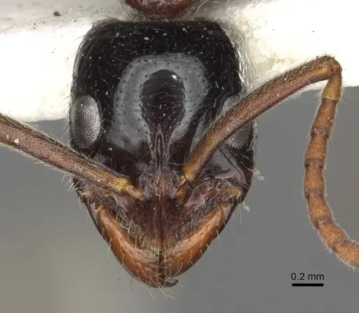 Leptogenys exigua specimen CASENT0902623 image casent0902623_2