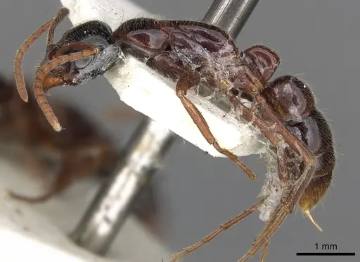 Leptogenys exigua specimen CASENT0902623 image casent0902623_3