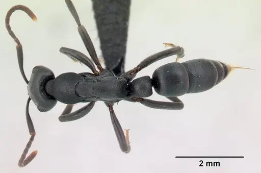 Leptogenys falcigera specimen CASENT0002223 image casent0002223_1