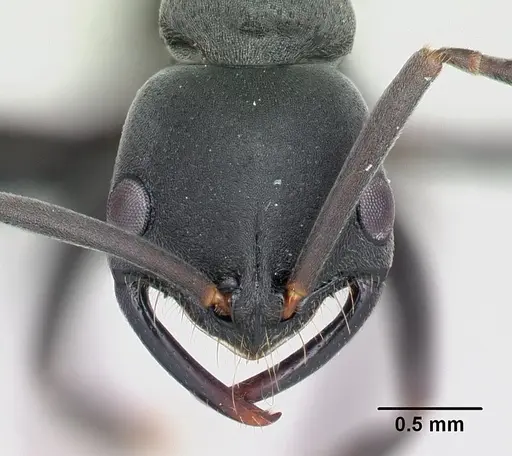 Leptogenys falcigera specimen CASENT0002223 image casent0002223_2