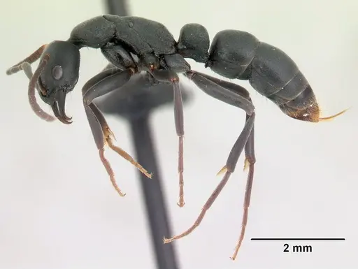 Leptogenys falcigera specimen CASENT0002223 image casent0002223_3