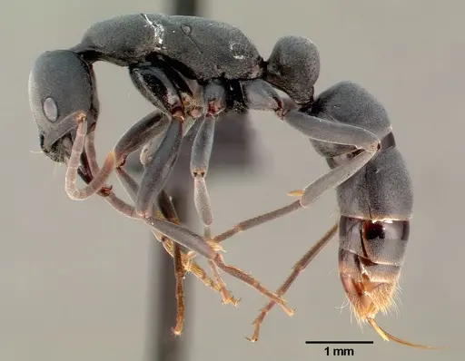 Leptogenys falcigera specimen CASENT0003814 image casent0003814_3
