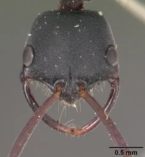 Leptogenys falcigera specimen CASENT0102271 image casent0102271_2