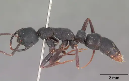 Leptogenys falcigera specimen CASENT0102271 image casent0102271_3
